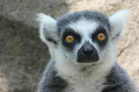 lemur_2.webp