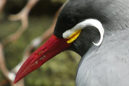 inca tern.webp
