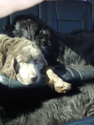 Newfie Lump.webp