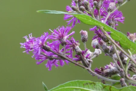 purple weeds_2.webp