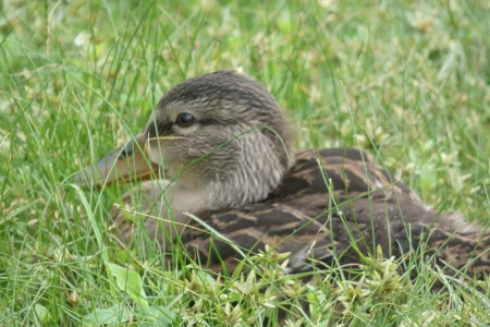 young mallard.webp