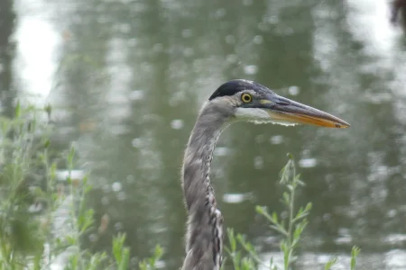 great blue heron 08202021.webp