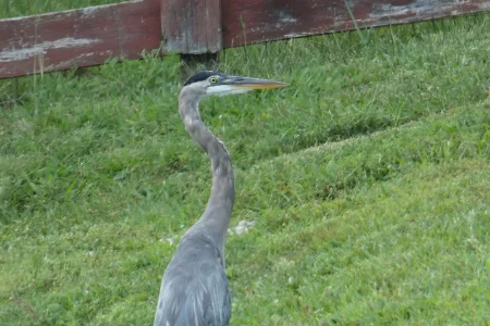 great blue heron_08202021_2.webp