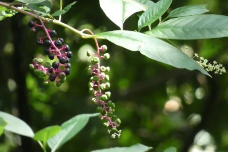 berries.webp