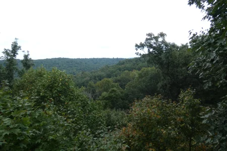 view of canopy_4.webp