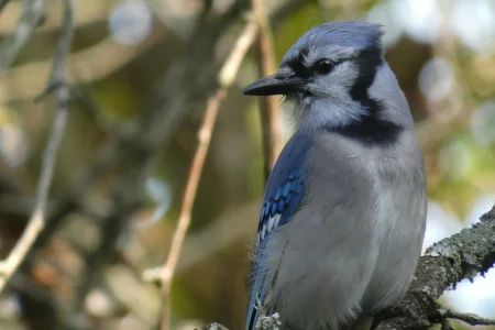 blue jay waiting for food.webp