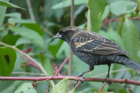 female red-winged blackbird.webp