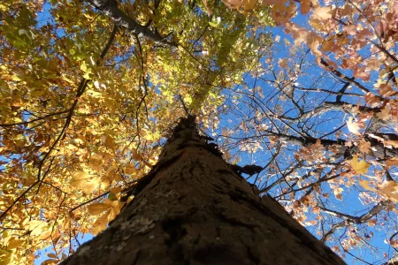 looking up fall tree.JPG