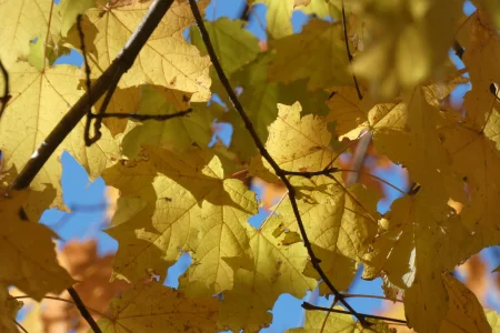 yellow leaves_2.JPG