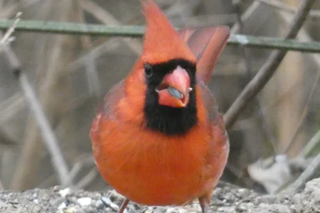 Cardinal eating 12242021.webp