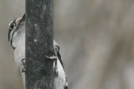 woodpecker on pole.webp