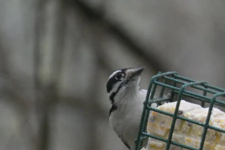 woodpecker on suet.webp