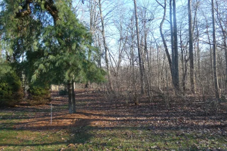 BCA woods 01032022.webp