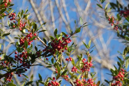 red berries blue sky.webp