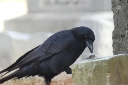Crow at cemetery.webp