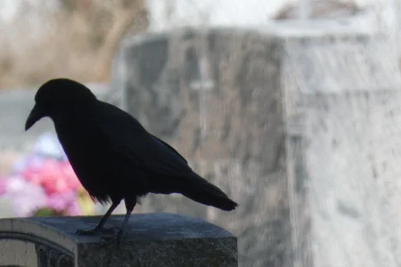 Crow on tombstone - Greendale.webp