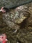 silver laced chocolate.webp
