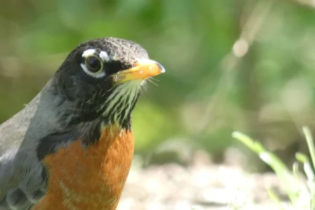 American Robin Spring 2022.webp