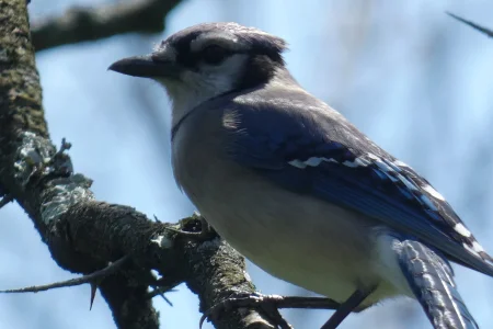 Blue Jay Spring 2022.webp