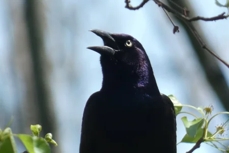 Grackle singing.webp
