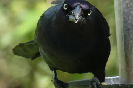 POed Grackle.webp