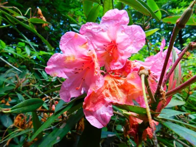 DSCN7126.webp