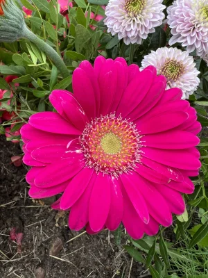 509988D9-F0A9-47A6-AB7F-1A8DDD0941D3.webp