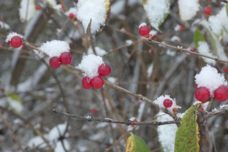 First snow on berries.webp