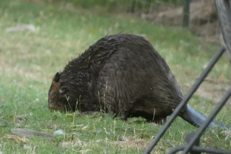 beaver 06172023.webp