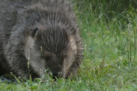 beaver face.webp