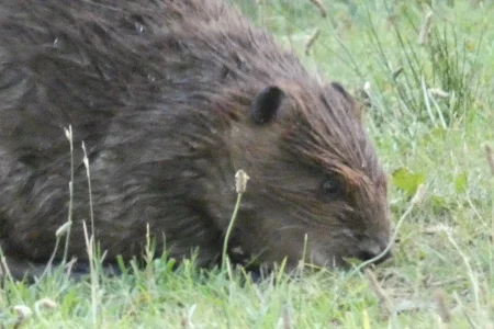 beaver face_2.webp
