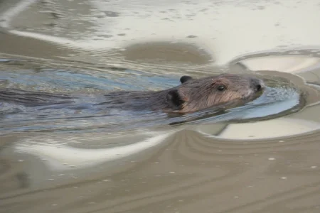 beaver in water.webp