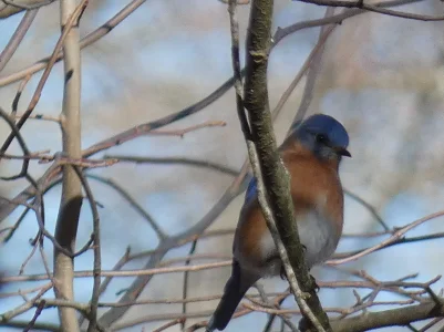 eastern bluebird_2.webp