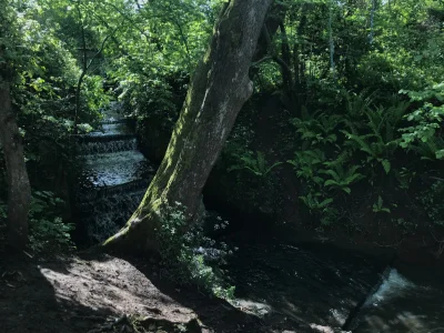 TREE.webp