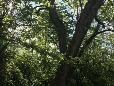 TREE2.webp