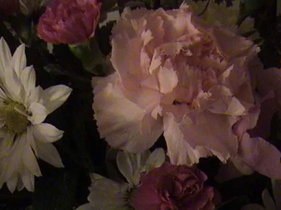 Pink Carnation CindyLou.webp