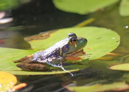 Bullfrog on lilypad2.webp