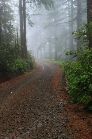 Foggy Road Travelled.webp