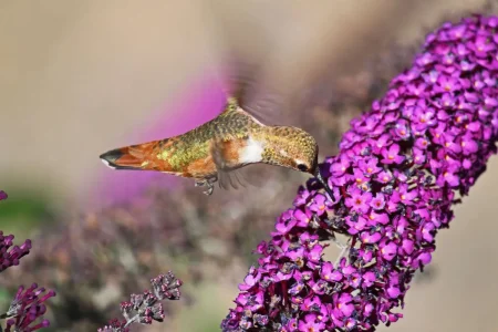 Hummingbird.webp
