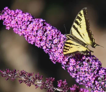 ragged edge swallowtail.webp
