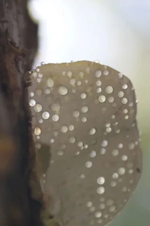 Water drops on fungus.webp