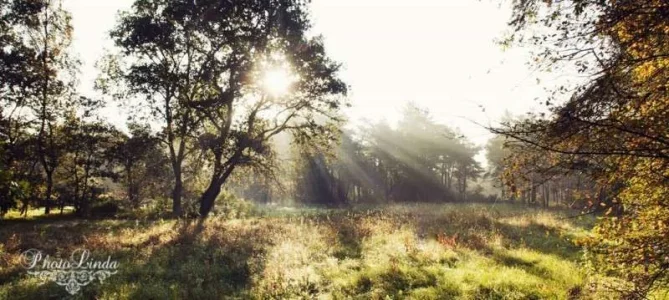 nature-800x359.webp