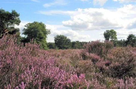 natuur_heide.webp