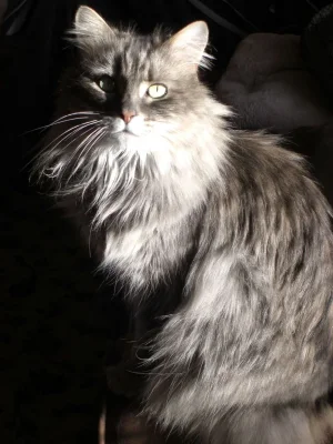Muffin 1-27-2011 001.webp