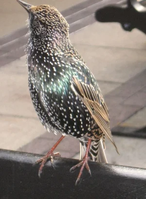 Starling, Cheshire Oaks.webp Starling, Cheshire Oaks.webp