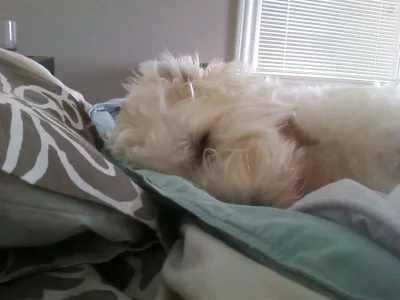 Snuggle boo.webp
