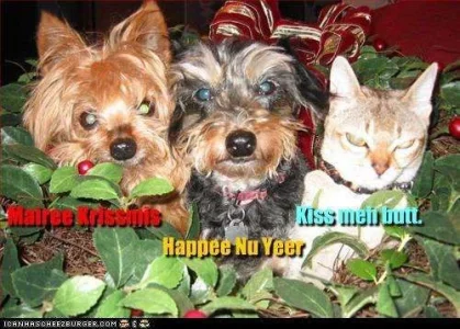funny-pictures-cat-lacks-holiday-spirit.webp