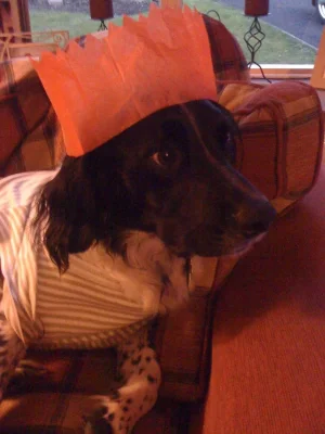 Max, Tshirt and Xmas hat. Dec 11.webp
