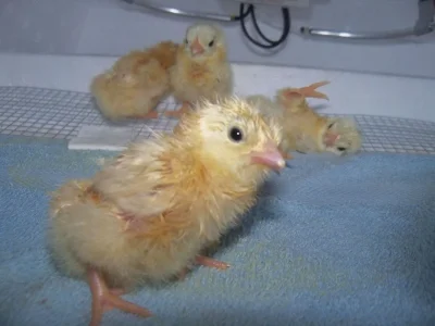 chicks 12 31 11 (2).webp