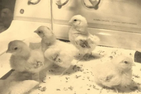 chicks one week 1 4 2012.webp